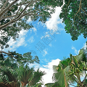 树木和天空枝的背景图片