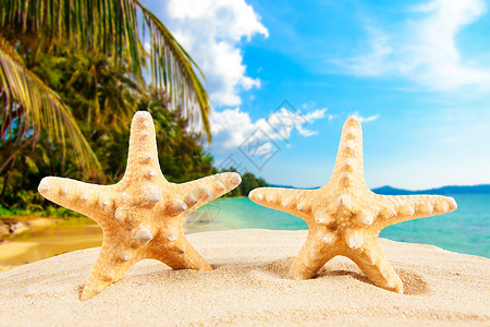 夏季概念海星在滩上图片