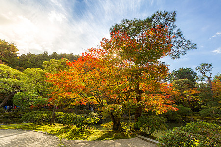 黄色橙和红秋叶在美丽的天公园背景图片