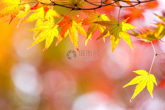 秋季背景可自由复制空间图片
