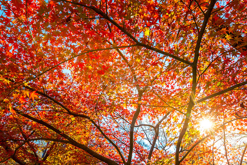 黄色橙和红秋叶在美丽的天公园图片