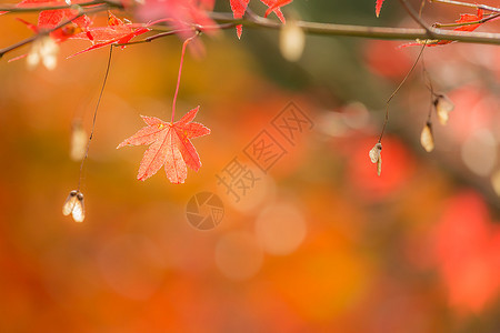 秋季背景可自由复制空间图片