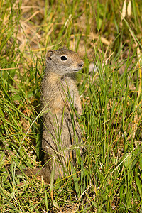 一大早只孤单的PrairieDog站在高草中吃饭图片