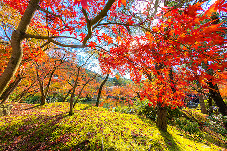 秋天落叶黄色橙红在美丽的秋天公园图片