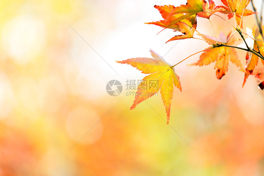 背景秋红假有免费复制空间高清图片下载 正版图片 摄图网