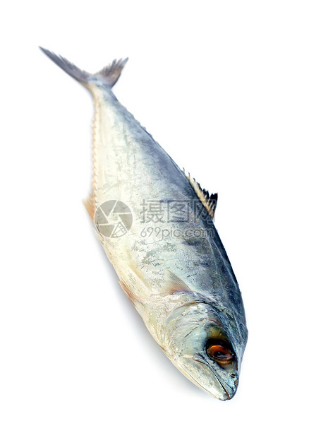 白色背景的新鲜竹鱼图像图片