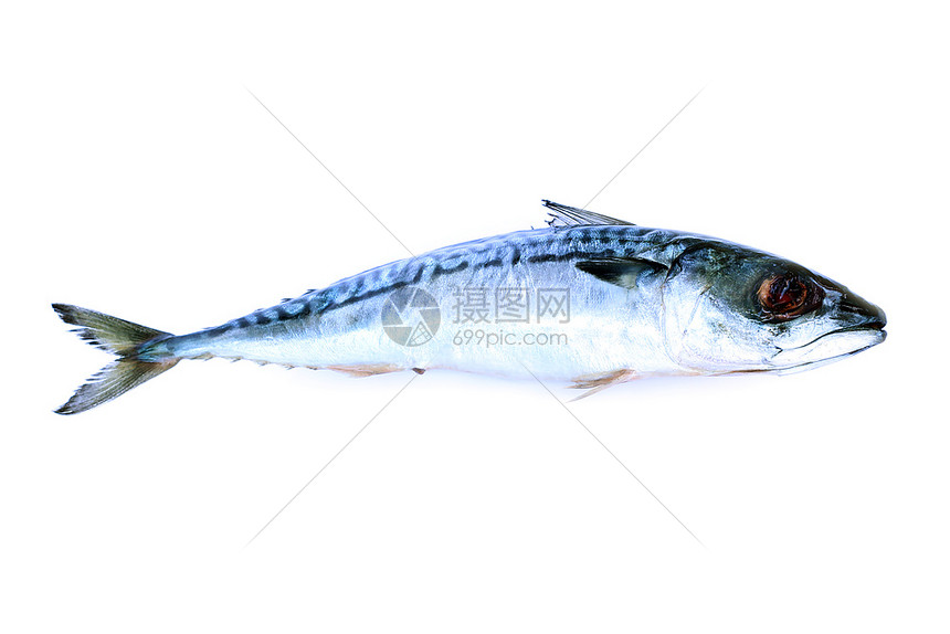 白色背景的新鲜沙巴鱼图像图片
