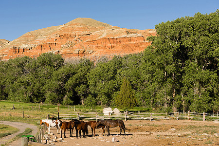 马群聚集在红岩石丘陵的底部图片
