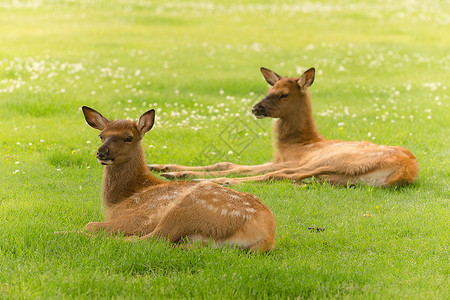 两只小鹿躺在草地上放松图片