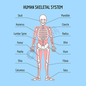 人体骨骼解剖图图片