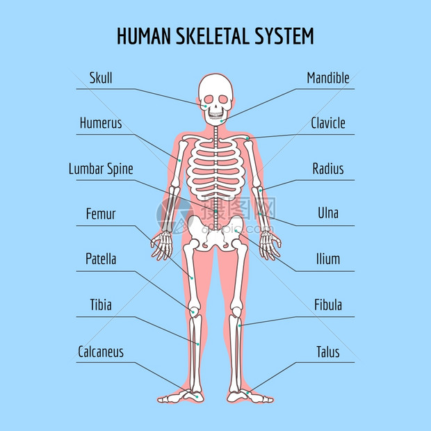 人体骨骼解剖图插画图片下载-正版图片304197703-摄图网