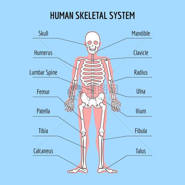 人体骨骼解剖图图片
