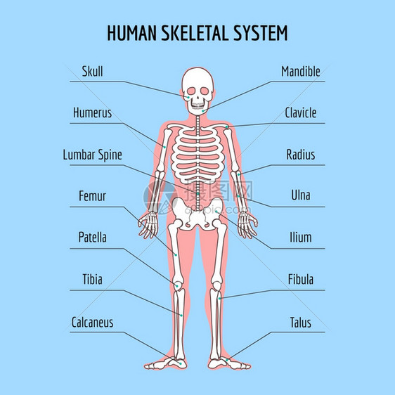 人体骨骼解剖图图片