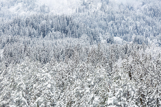 冬季风景中的雪林图片