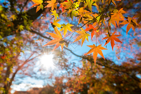 秋天落叶黄色橙红在美丽的秋天公园背景图片