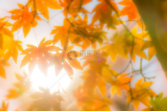 远离焦点的秋叶树天然bokeh抽象模糊背景图片