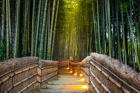 日本京都的青山竹林图片