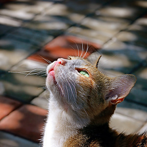 阳光照耀着美丽的猫图片