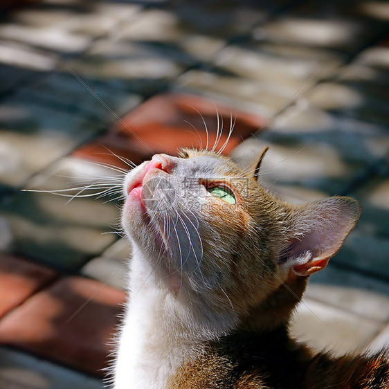 阳光照耀着美丽的猫图片