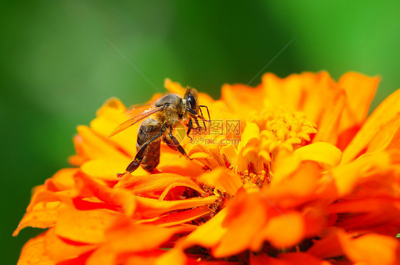 蜂蜜收集花图片