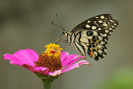 美丽的蝴蝶在一朵花上浸泡图片