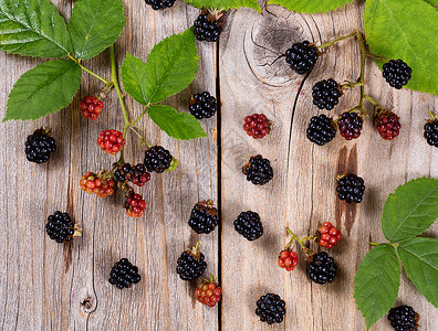 野生黑莓和锈木上叶子的俯瞰图片