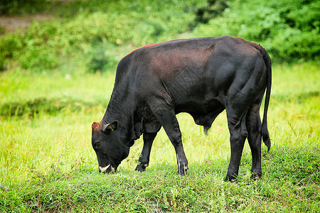 一头牛在自然背景上的图像图片