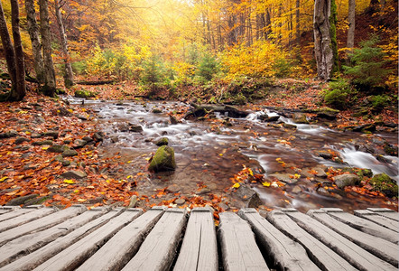 秋色森林中的足道和河流背景图片