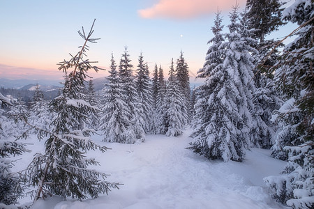 冬季山丘的雪树图片