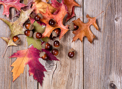 对季节秋叶和生锈木板上的橡树俯视图片