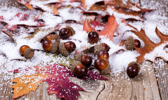近距离观察季节秋叶和生锈木板上带雪的橡子有选择地关注前角橡子图片