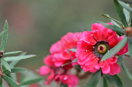 花朵开图片