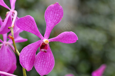 美丽的紫兰花图片