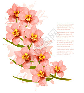 一群美丽的粉红色兰花矢量图片