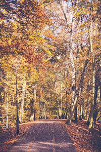 孤独的公园道路和堕落的秋叶图片