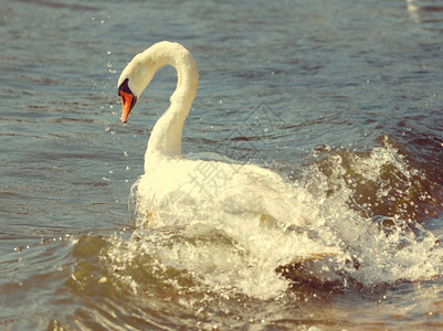 濒临白天鹅野生物和海洋的概念美丽白人成年天鹅在海洋湖上野鸟动物在阳光明媚的白天在水中游泳图片