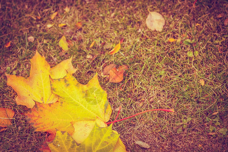 落地叶秋天黄色树自然植被秋天概念图片