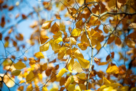仍然握在树上还秋天有黄叶的小树枝自然植被在室外坠落的概念图片