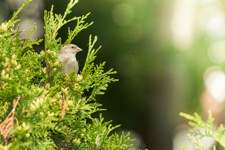 野生植物和动的概念棕色小鸟坐在绿健康的动物身上在自然环境中飞行的动物图片