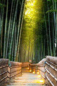 日本京都的青山竹林图片