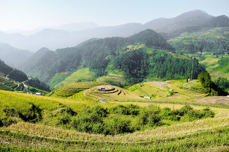 水稻田的房屋和村庄美丽景色图片