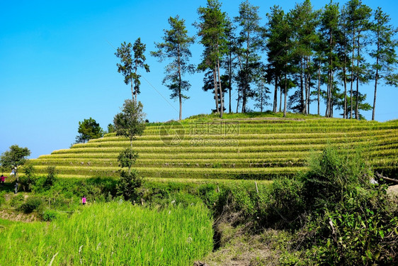 水稻田的房屋和村庄美丽景色图片