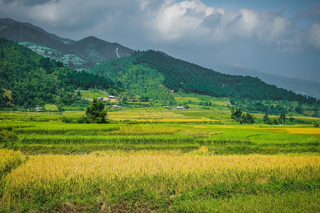 水稻田的房屋和村庄美丽景色图片
