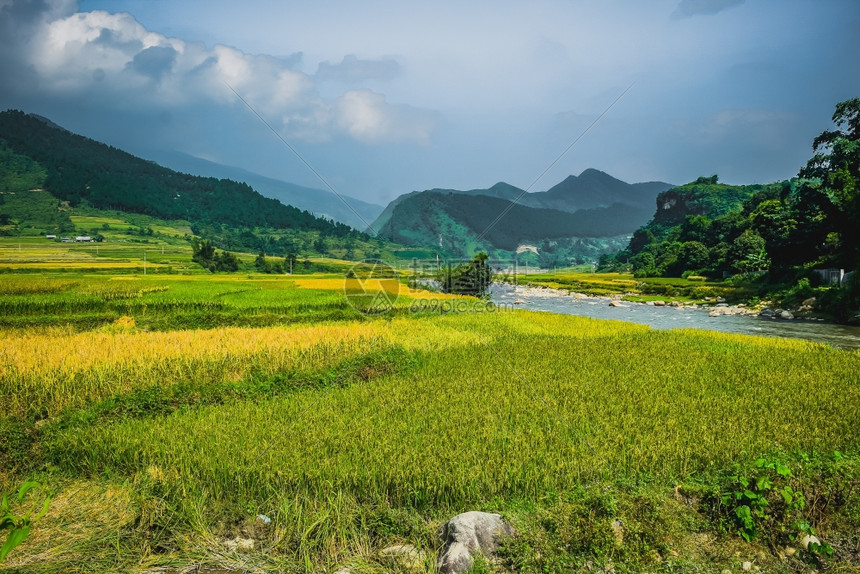 水稻田的房屋和村庄美丽景色图片