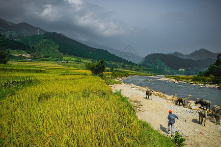 越南北部杜勒瀑布附近田野上吃草的水牛图片