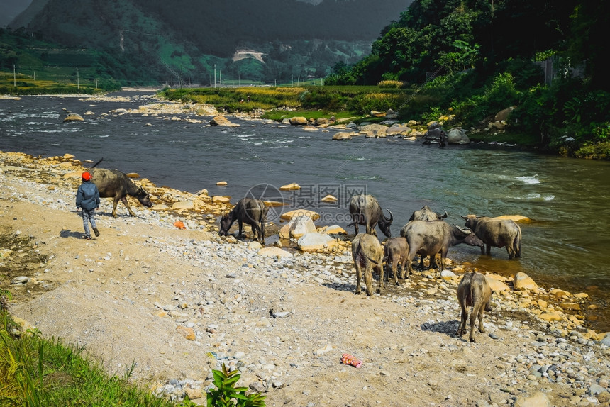 越南北部杜勒瀑布附近田野上吃草的水牛图片