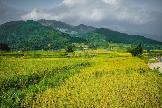 MuCangChai越南稻田图片