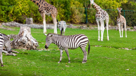 动物园绿公的斑马和长颈鹿图片