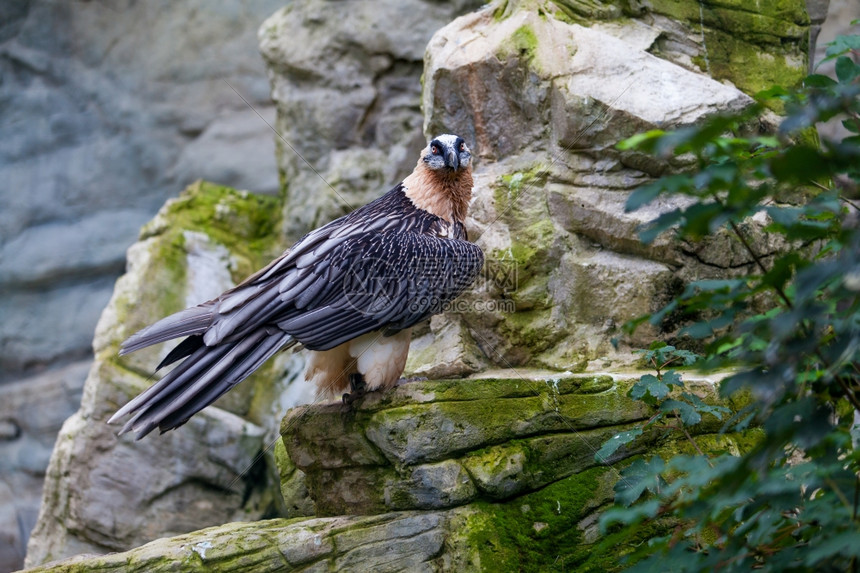 胡子秃鹫GypaetusbarbatusLammmergeier或胡子秃鹫图片