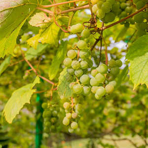 葡萄老藤白葡萄酒收成形态背景绿白背景